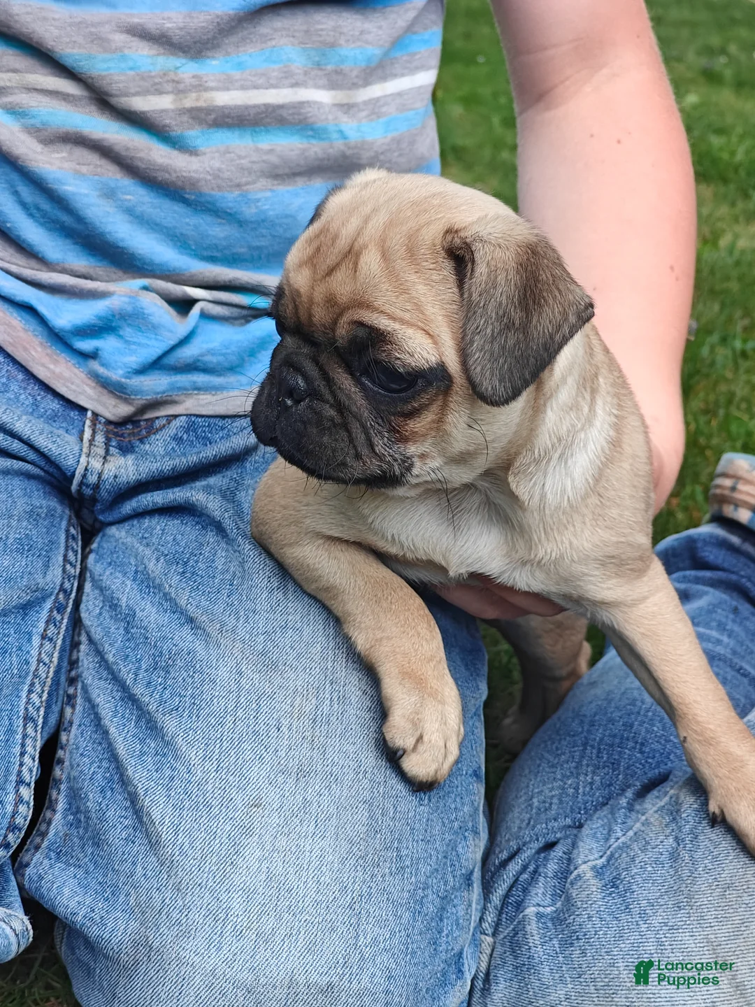 Pug dogs for sale: Tucker - Ad 2