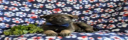 Mixed Breed dogs for sale: Bain - Ad 5