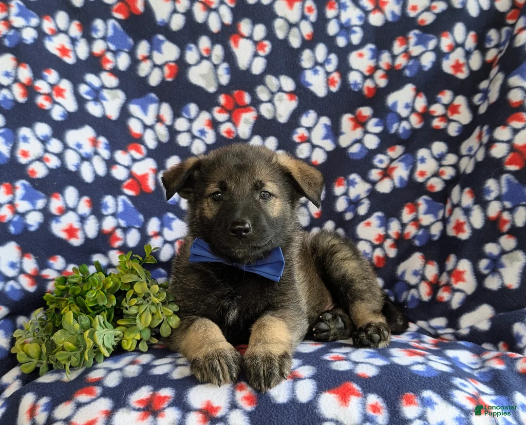 Mixed Breed dogs for sale: Bain - Ad 5