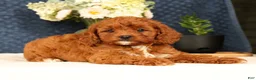 Cavapoo dogs for sale: Gretta - Ad 7