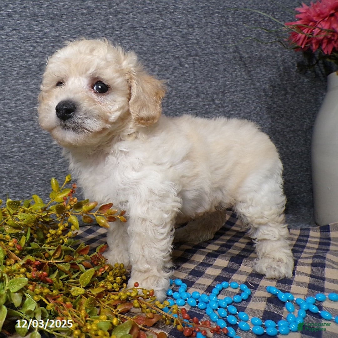 Bichpoo dogs for sale: Tyler - Ad 6