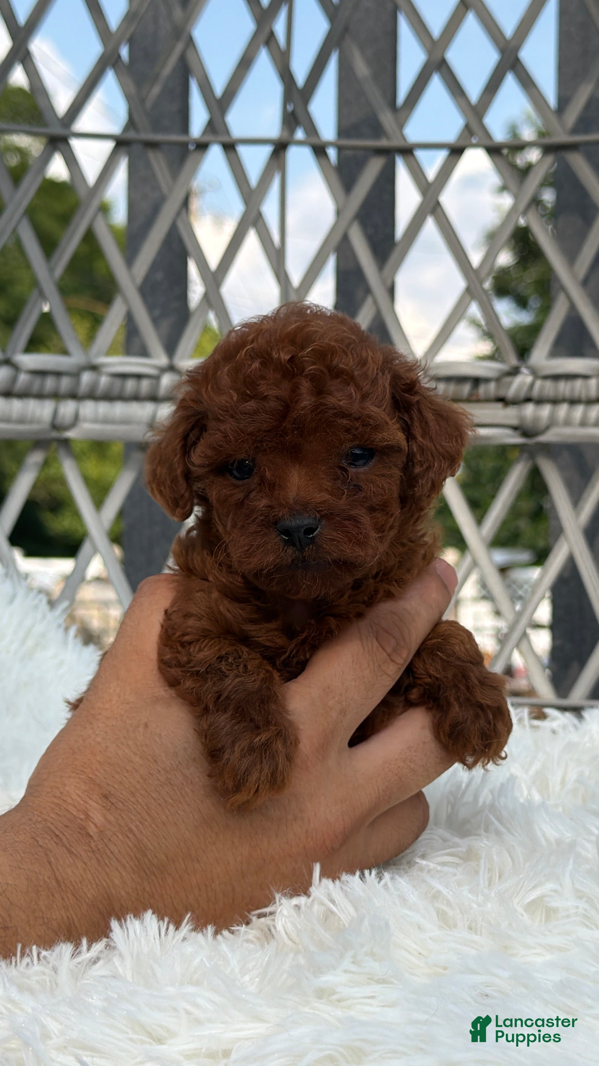 Toy Poodle dogs Teacup poodle Chinese bloodline  - Ad 2