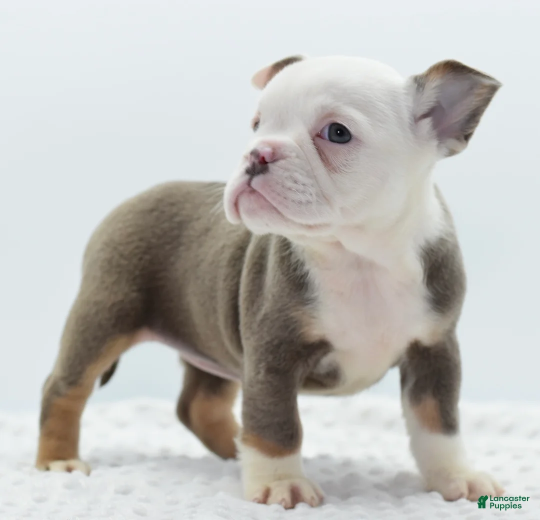 Mixed Breed dogs for sale: Lily tricolor hybrid  - Ad 21