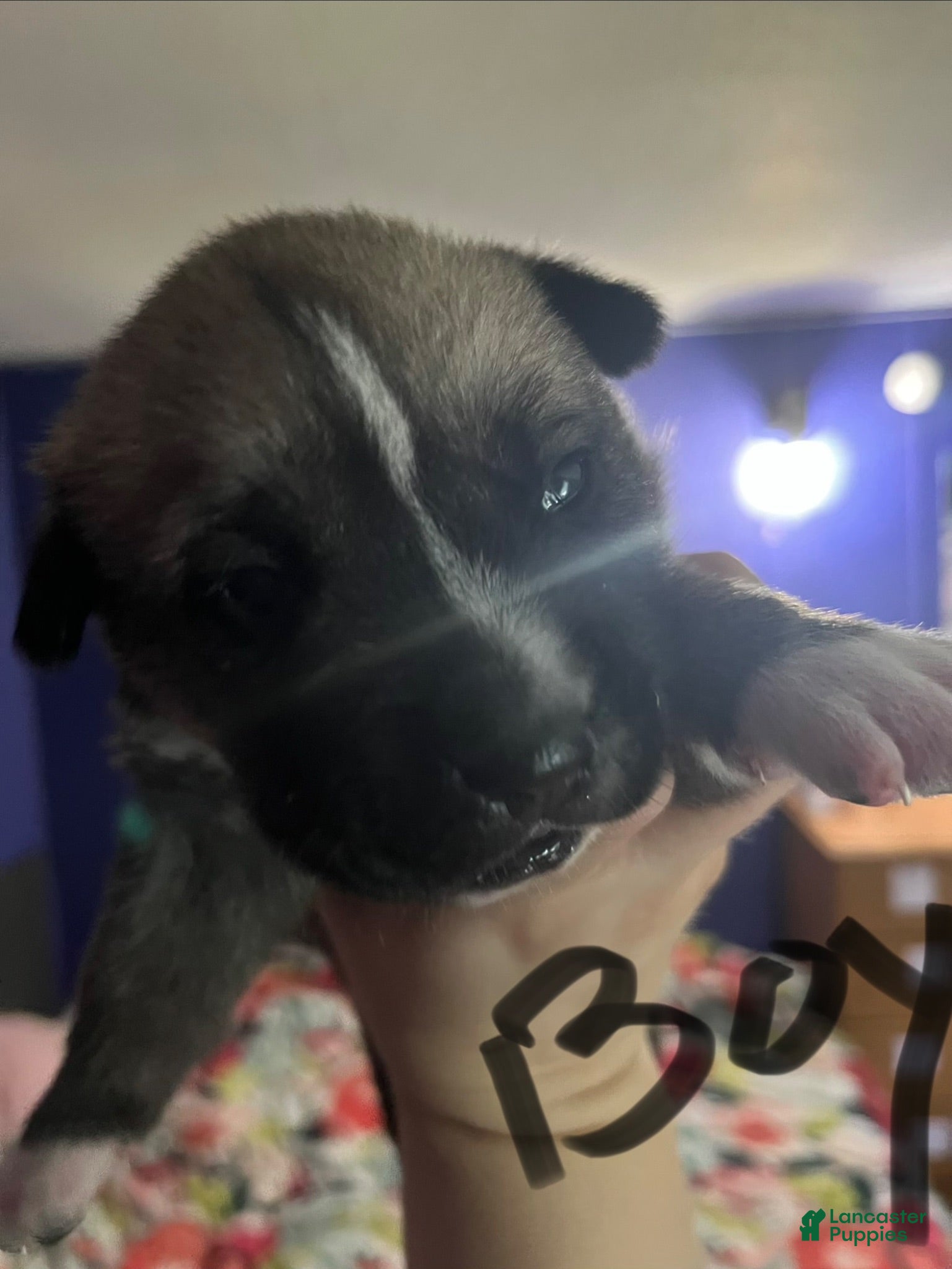 Mixed Breed dogs Mixed Breed 1 - Ad 14