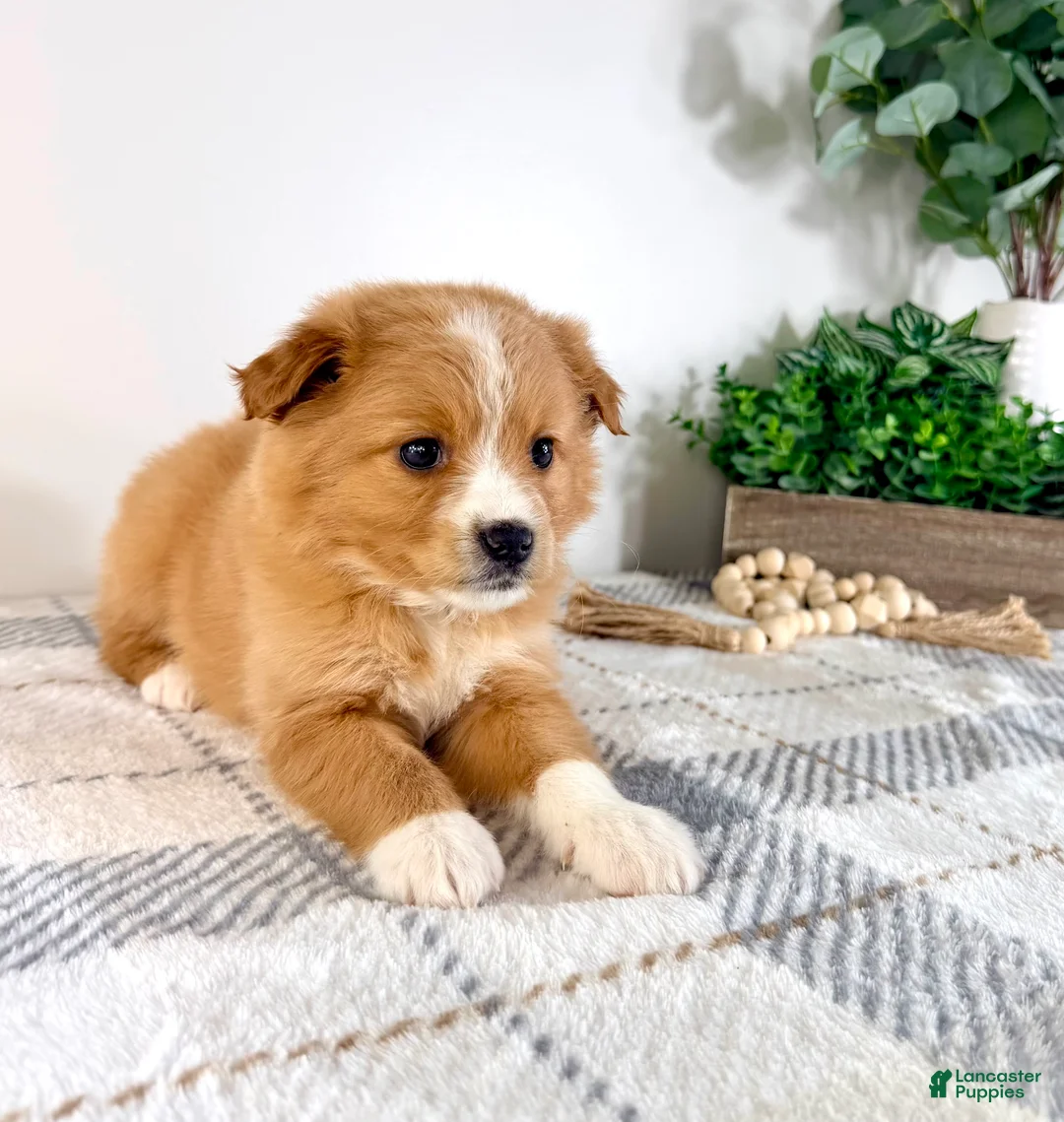 Mixed Breed dogs for sale: Cinnamon - Ad 5