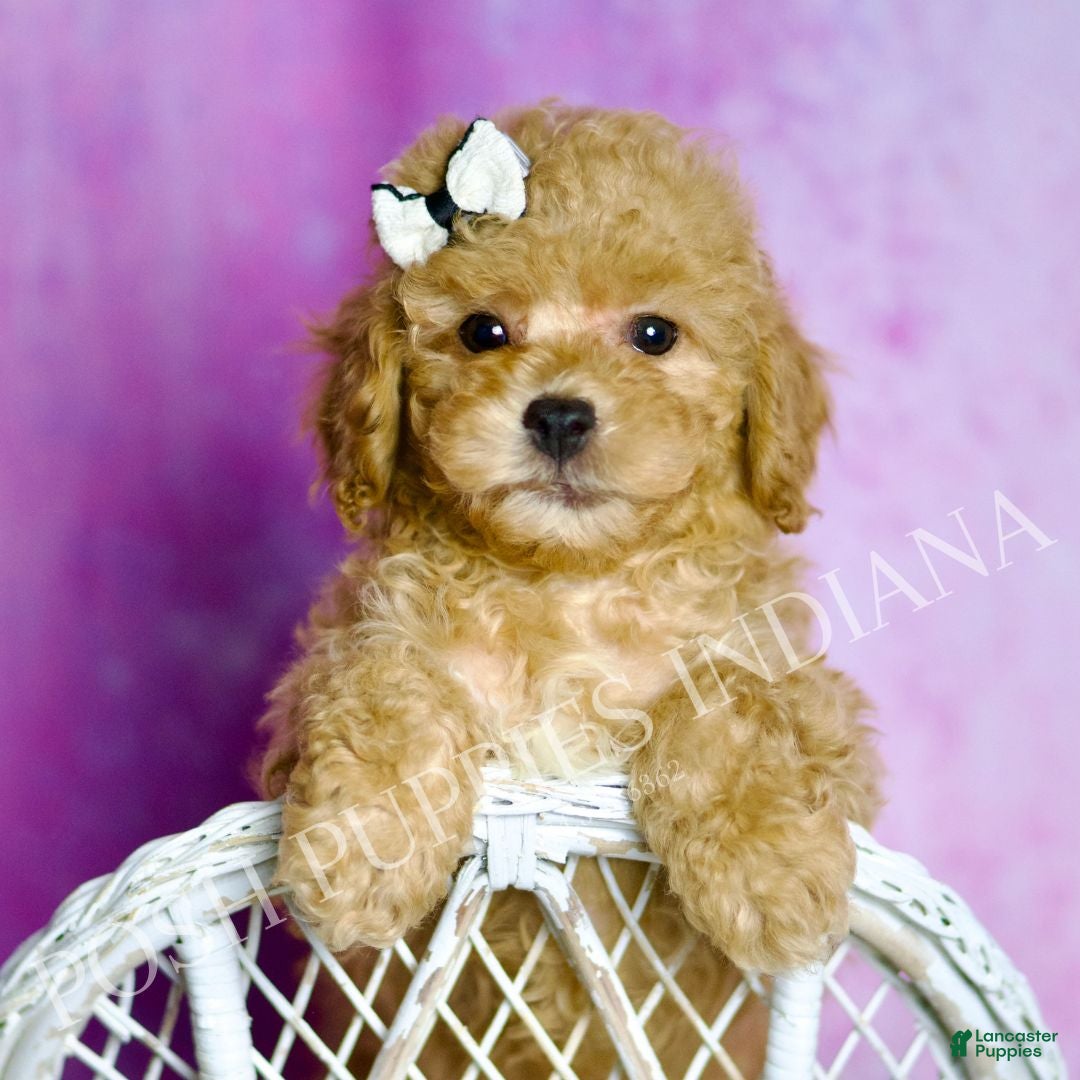 Standard Poodle dogs Leo - Ad 14