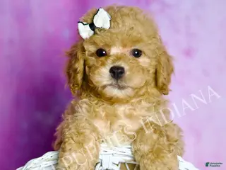 Standard Poodle dogs Leo - Ad 14