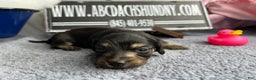 Miniature Dachshund dogs for sale: Black and cream South african - Ad 6