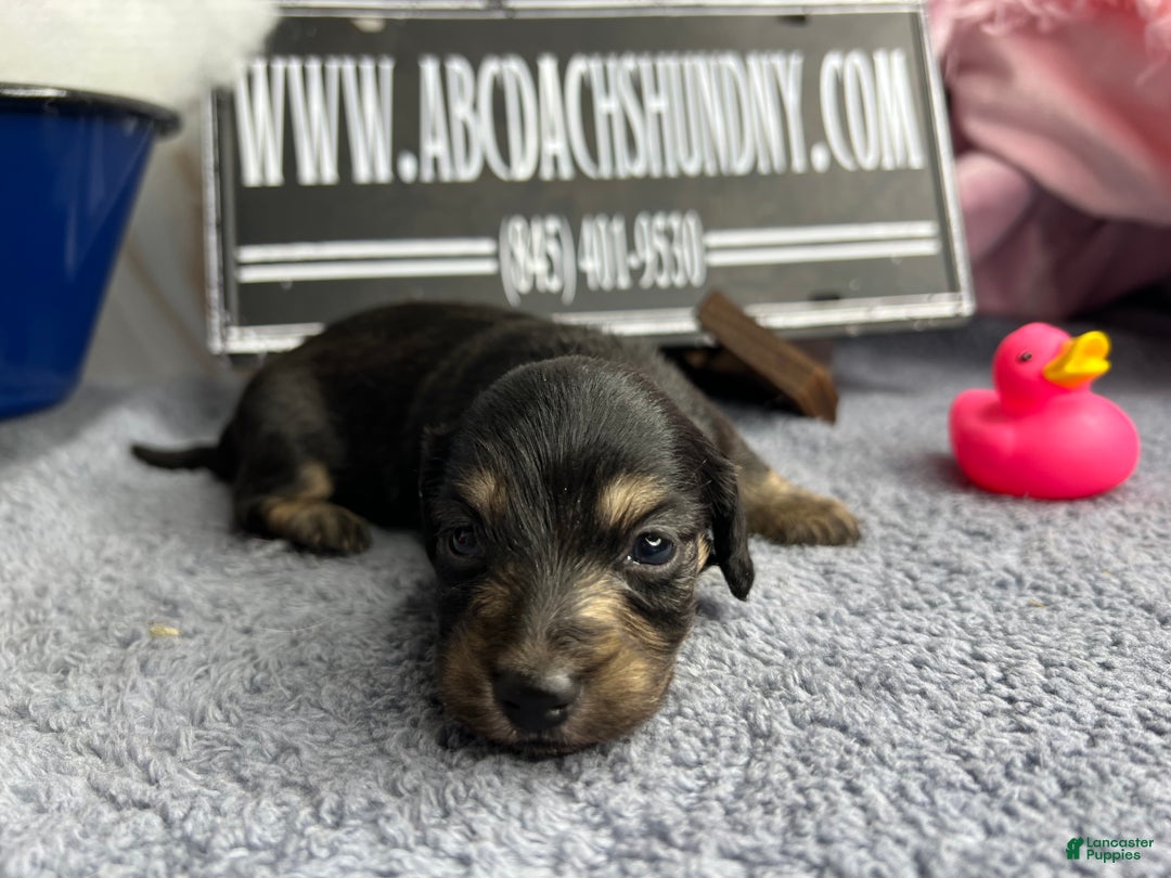 Miniature Dachshund dogs for sale: Black and cream South african - Ad 6