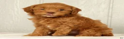 Cavapoo dogs for sale: Lilly - Ad 6
