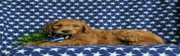 Mini Goldendoodle dogs for sale: Tyce Hypoallergenic - Ad 5