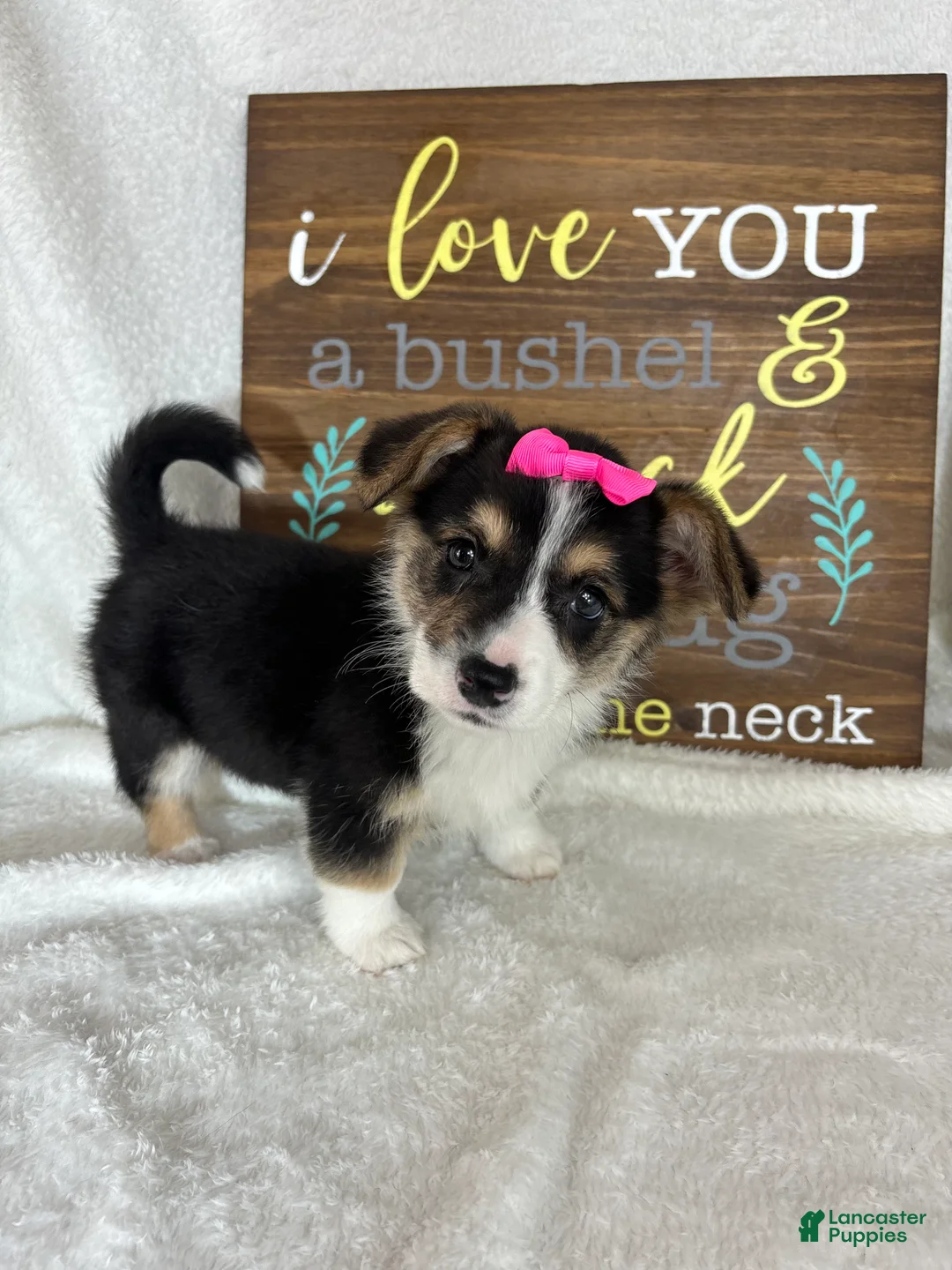 Welsh Corgi Pembroke dogs for sale: Carmen - Ad 2