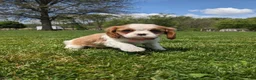 Cavalier King Charles Spaniel dogs for sale: Konnie  - Ad 8
