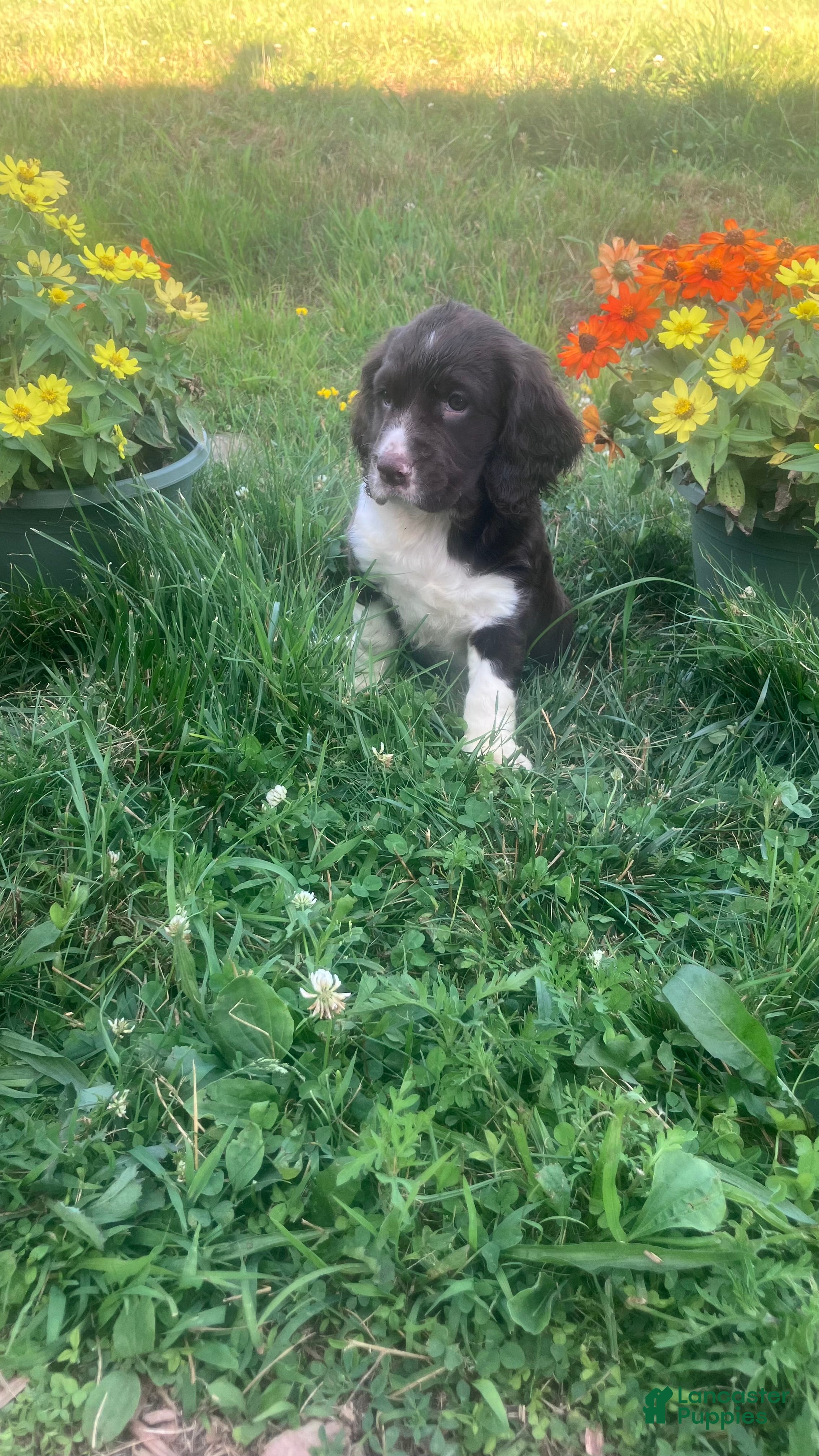 English Springer Spaniel dogs Candy - Ad 34