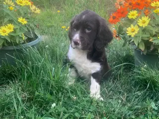 English Springer Spaniel dogs Candy - Ad 34