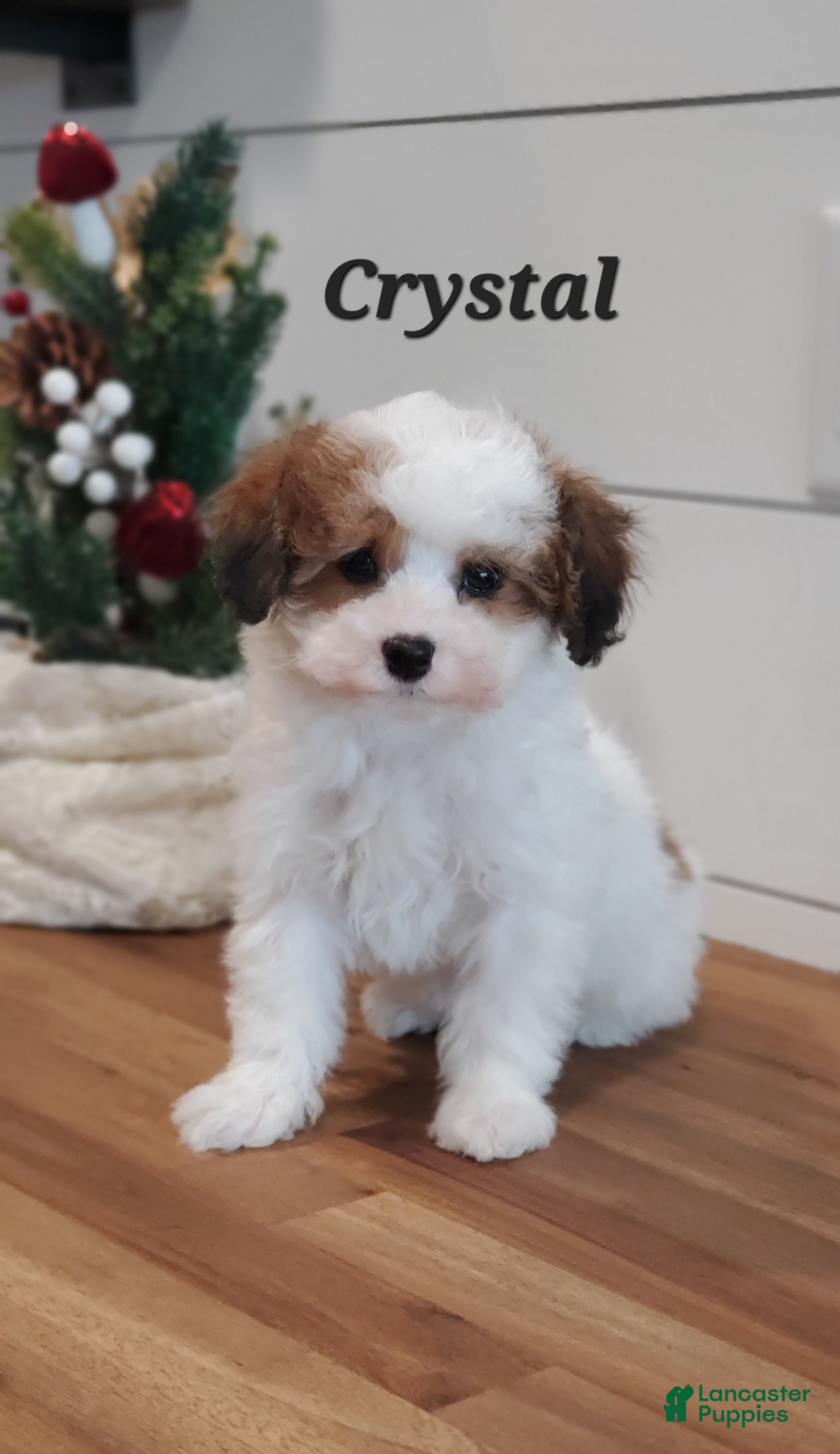 Cavapoo dogs Crystal  - Ad 24