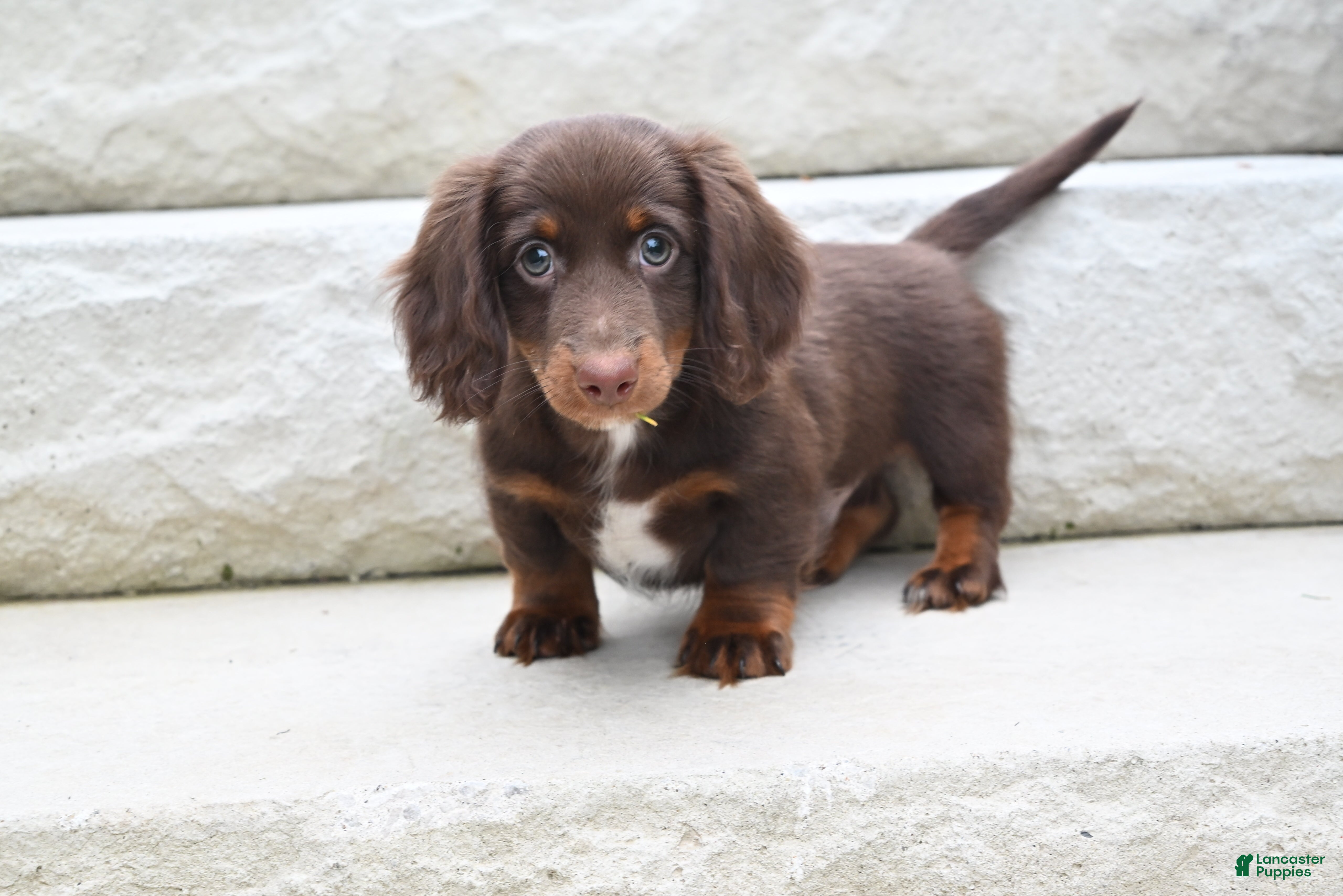 Miniature Dachshund dogs AKC Romeo - Ad 1
