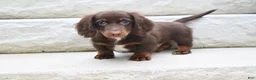 Miniature Dachshund dogs for sale: AKC Romeo - Ad 4