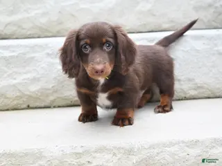Miniature Dachshund dogs for sale: AKC Romeo - Ad 4