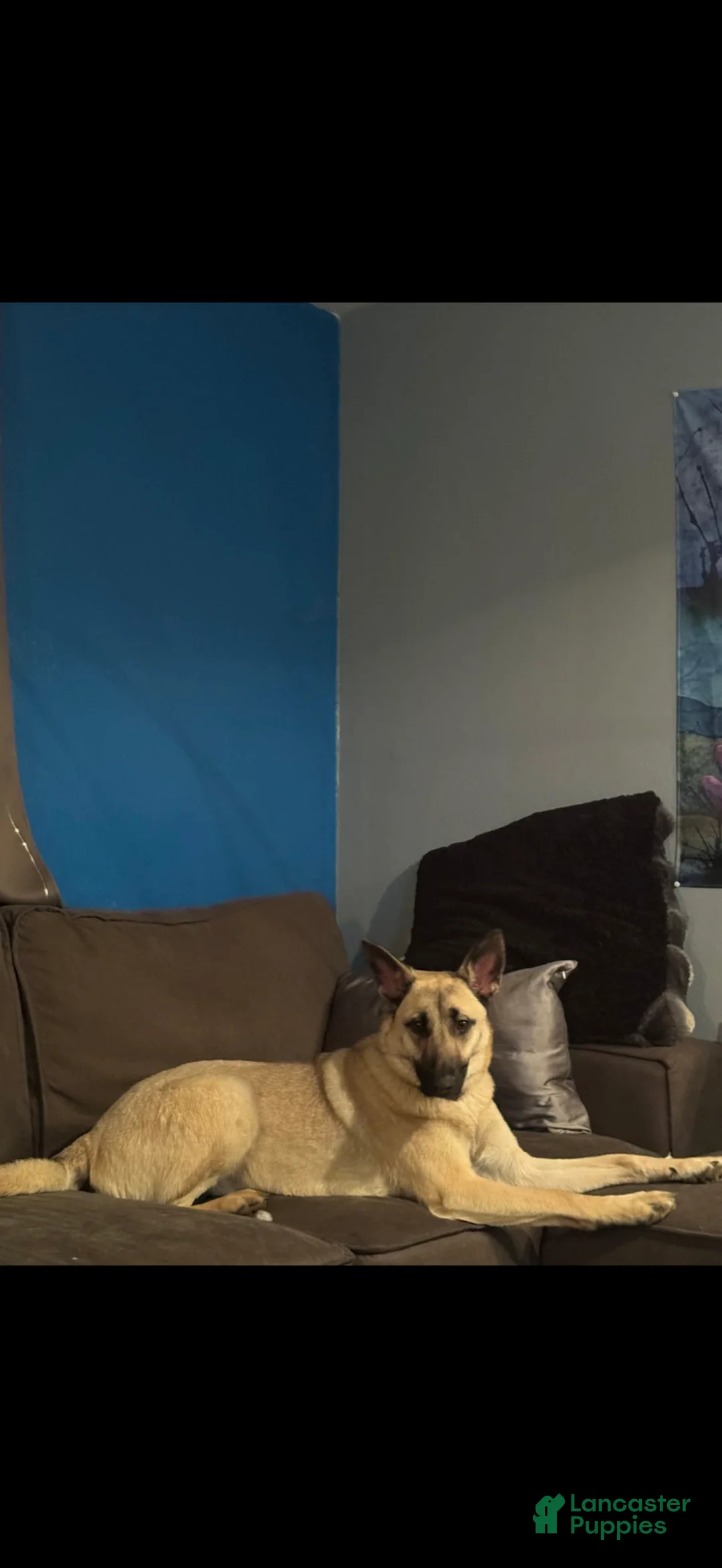 German Shepherd dogs for sale: Kobe - Ad 5
