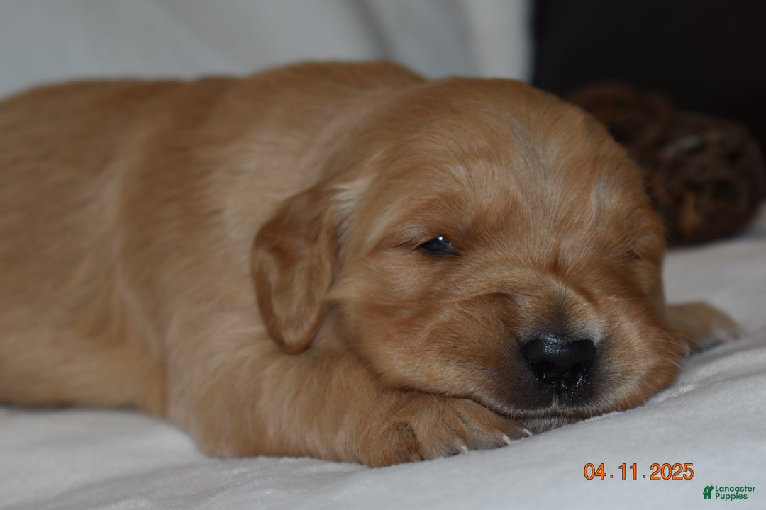 Golden Retriever dogs for sale: Lhadi - Ad 4