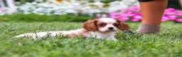 Cavalier King Charles Spaniel dogs for sale: Finley - Ad 2