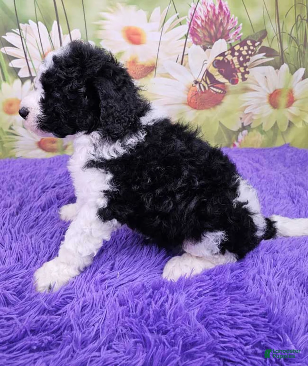 Mini Sheepadoodle dogs for sale: Winslet - Ad 2