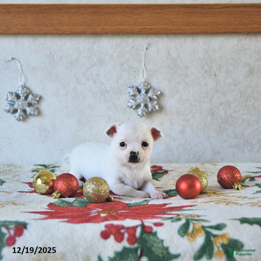 Chihuahua dogs for sale: Fairy - Ad 2