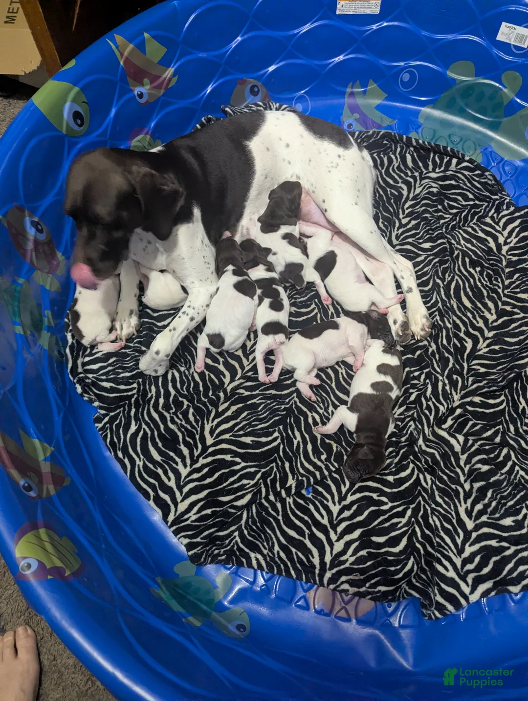 German Shorthaired Pointer dogs for sale: German Shorthaired Pointer Puppy 5 - Ad 2