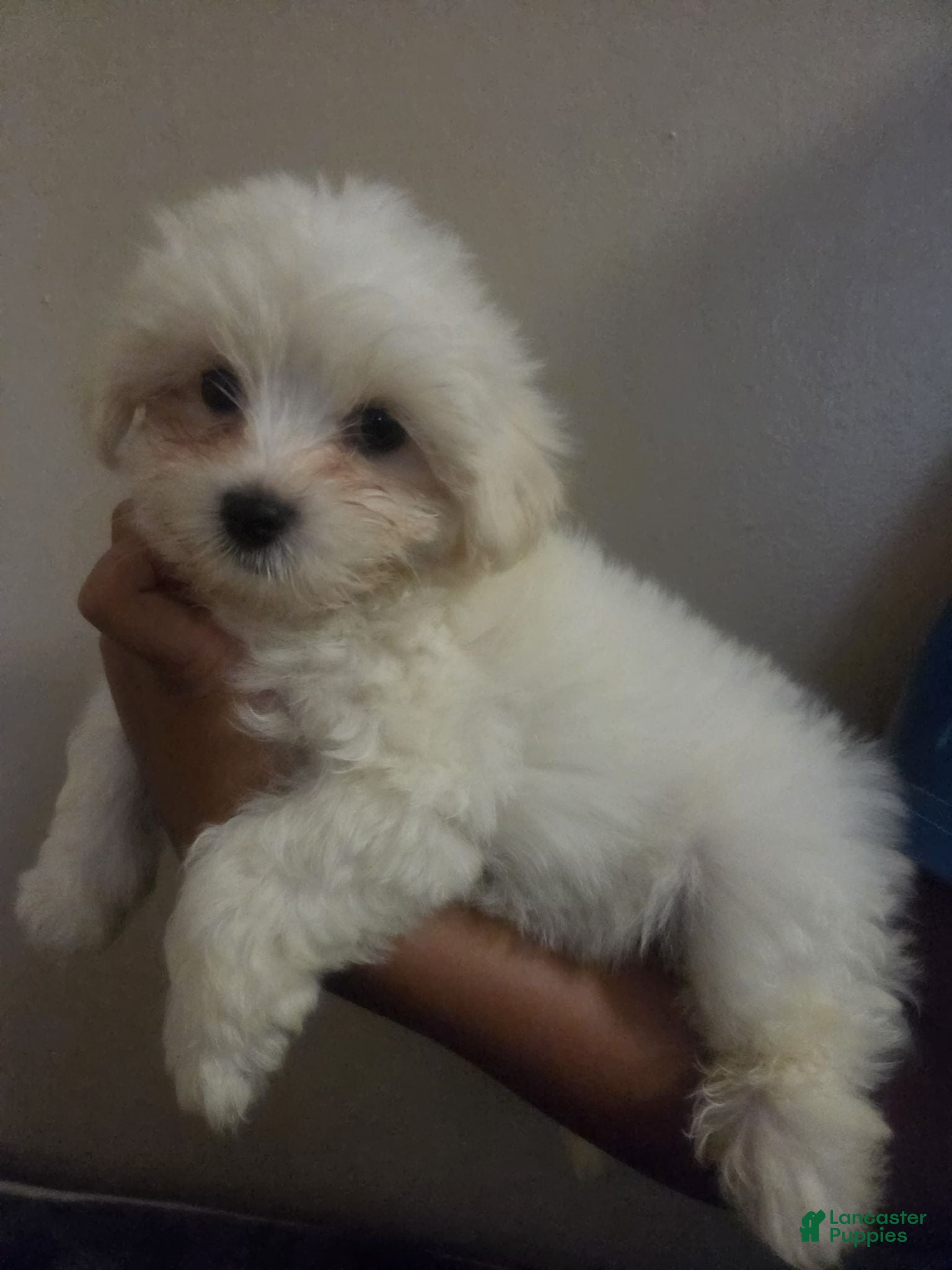 Maltese dogs Maltese 1 - Ad 1