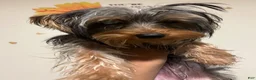 Yorkshire Terrier dogs for sale: Yorkshire Terrier 1 - Ad 3