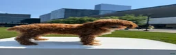 Toy Poodle dogs for sale: AKC BUDDY🐾❤️ - Ad 6