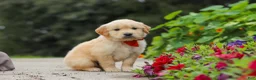 Golden Retriever dogs for sale: Baldo - Ad 7