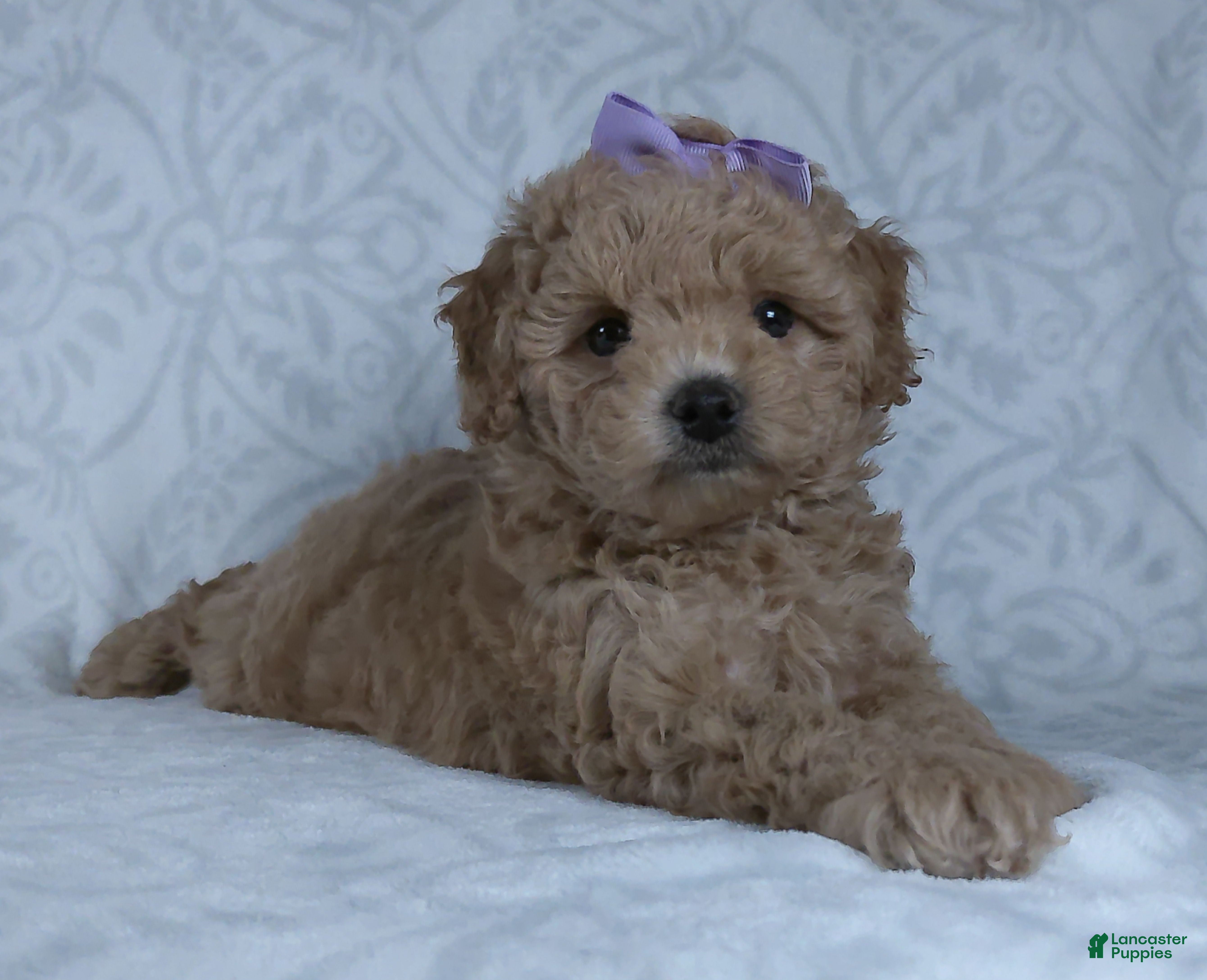 Mini Goldendoodle dogs Karla - Ad 1