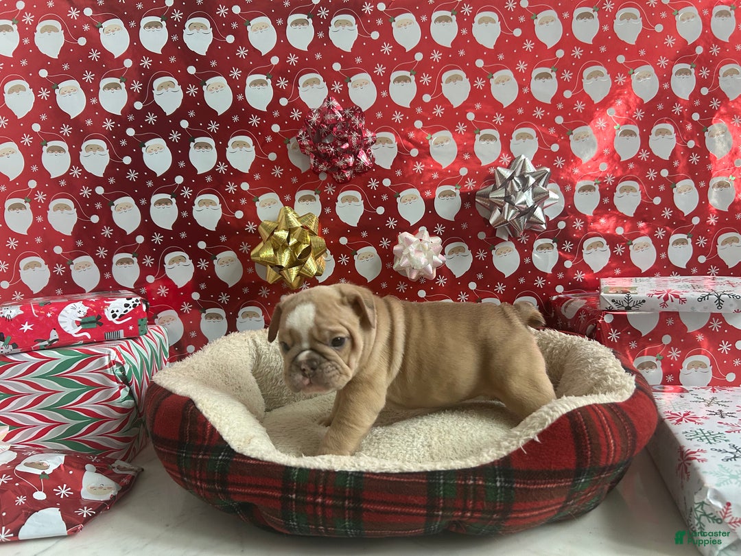 English Bulldog dogs for sale: Willow - Ad 3