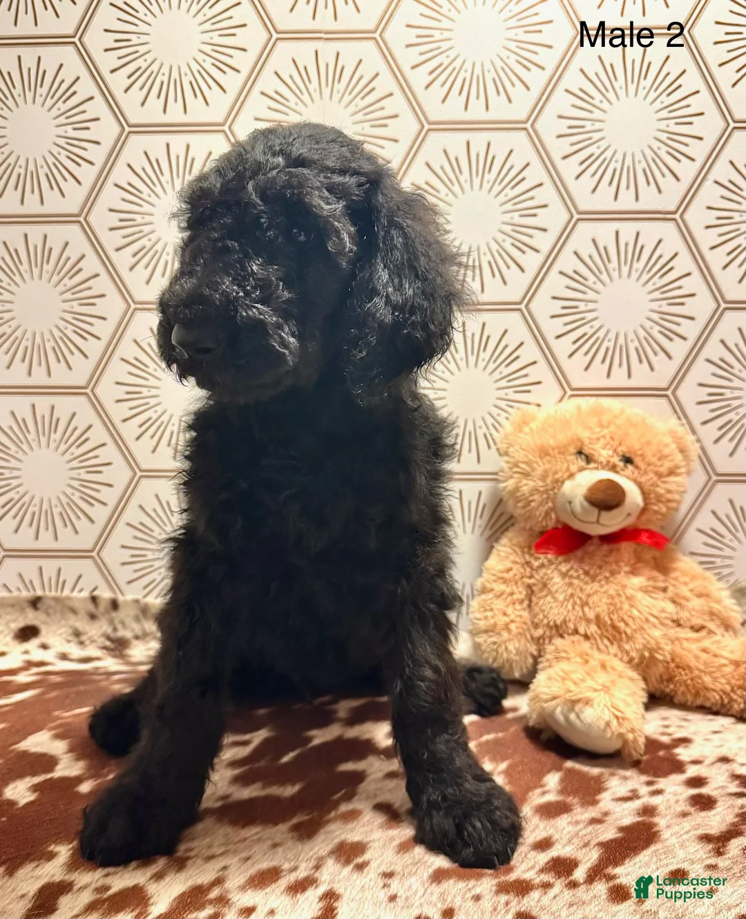Goldendoodle dogs for sale: Goldendoodle 2 - Ad 1