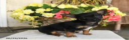 Mixed Breed dogs for sale: Ashley - Ad 1