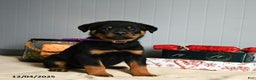 Rottweiler dogs for sale: Fudge - Ad 2