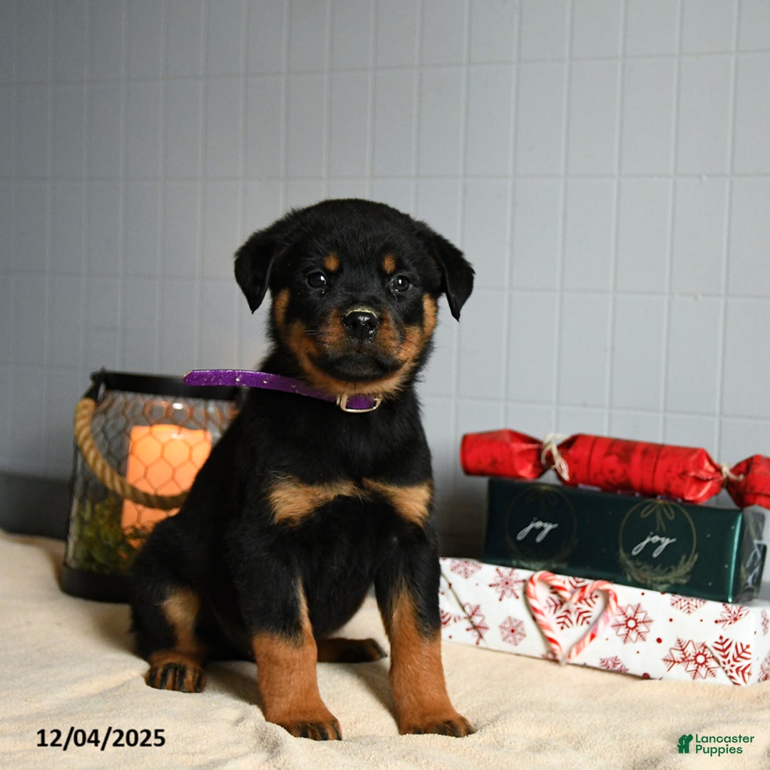 Rottweiler dogs for sale: Fudge - Ad 2