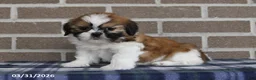 Shih Tzu dogs for sale: Wanda - Ad 4