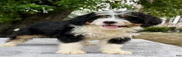 Bernedoodle dogs for sale: Arlo - Ad 2