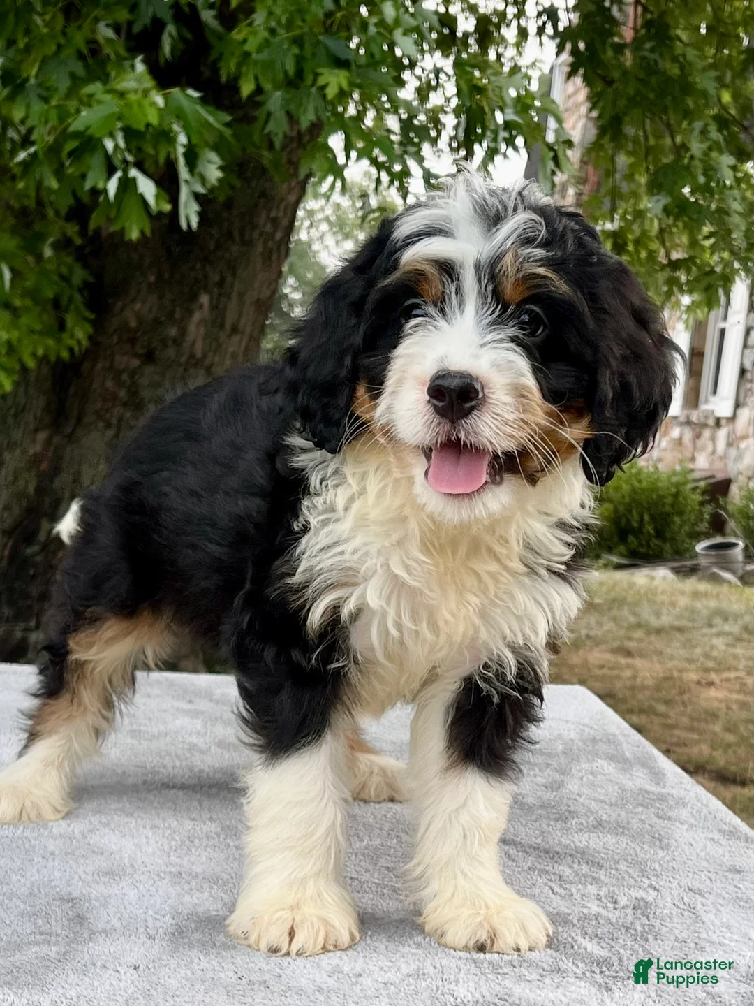Bernedoodle dogs for sale: Arlo - Ad 2