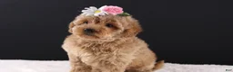Shihpoo dogs for sale: Blossom - Ad 3