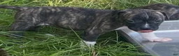 Mixed Breed dogs for sale: Mixed Breed 1 - Ad 4