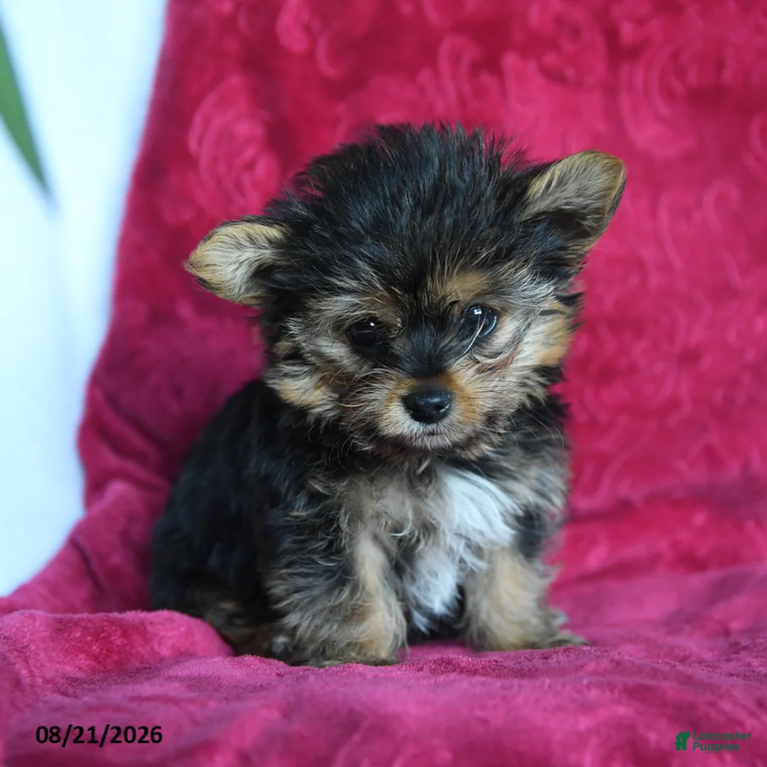 Yorkshire Terrier dogs for sale: Rockie - Ad 5