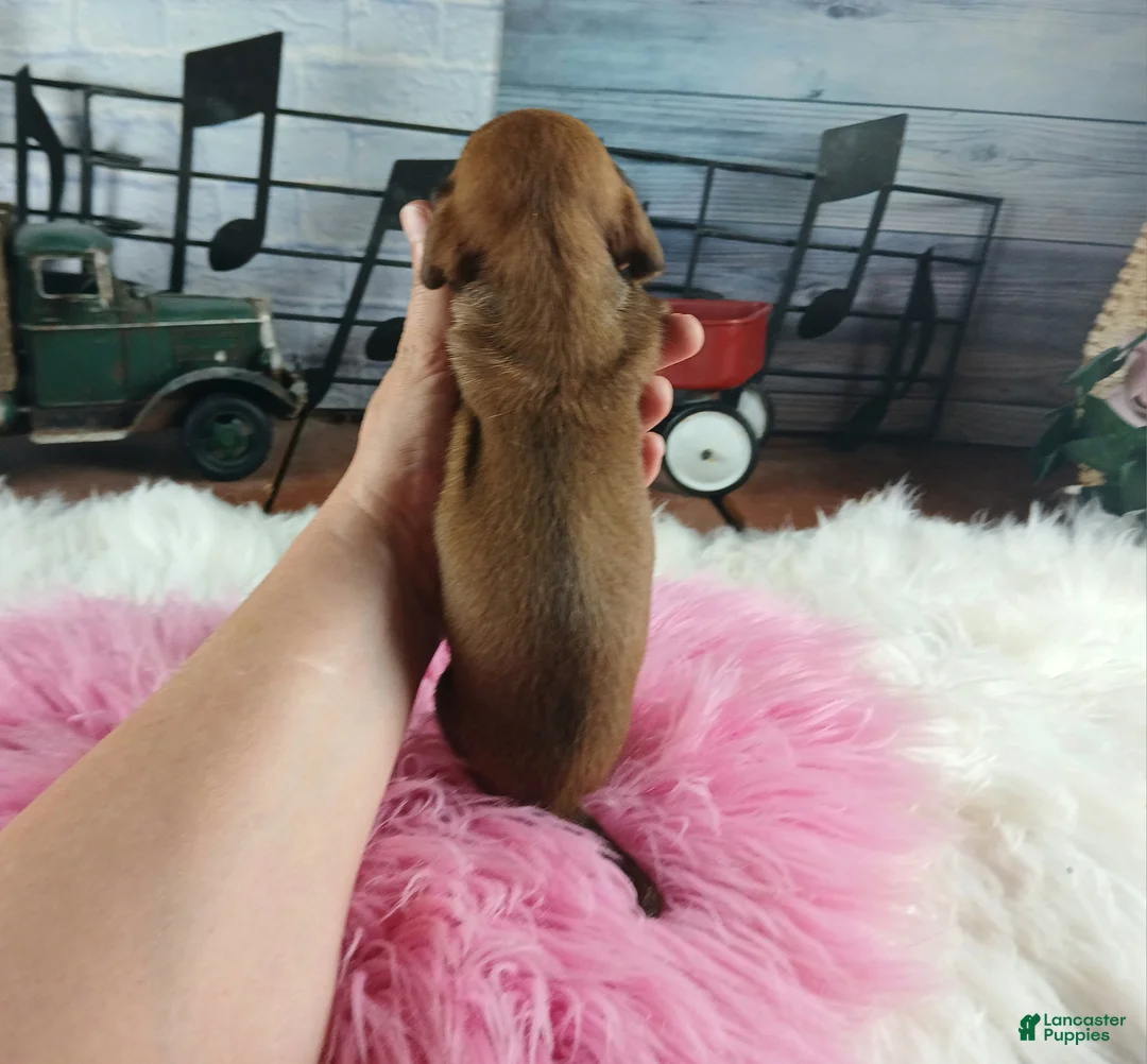 Dachshund dogs for sale: Nationwide delivery. Sugar pies red girl - Ad 2