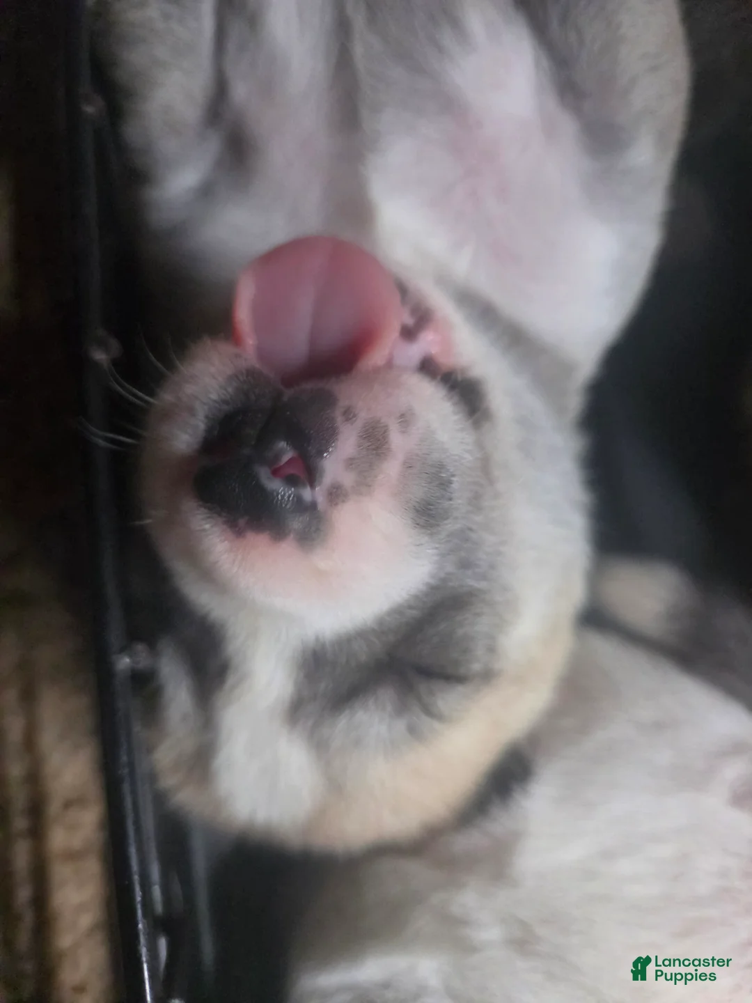 Pitsky dogs for sale: Pitsky 4 - Ad 2