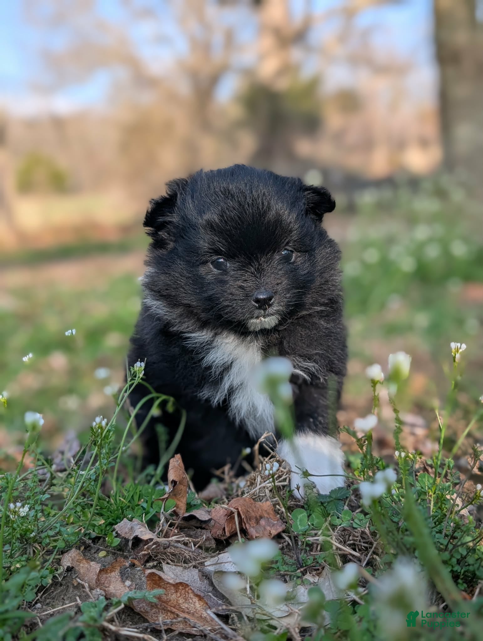 Pomeranian dogs Oreo - Ad 1