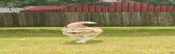 Siberian Husky dogs for sale: Flora Texas can transport - Ad 5