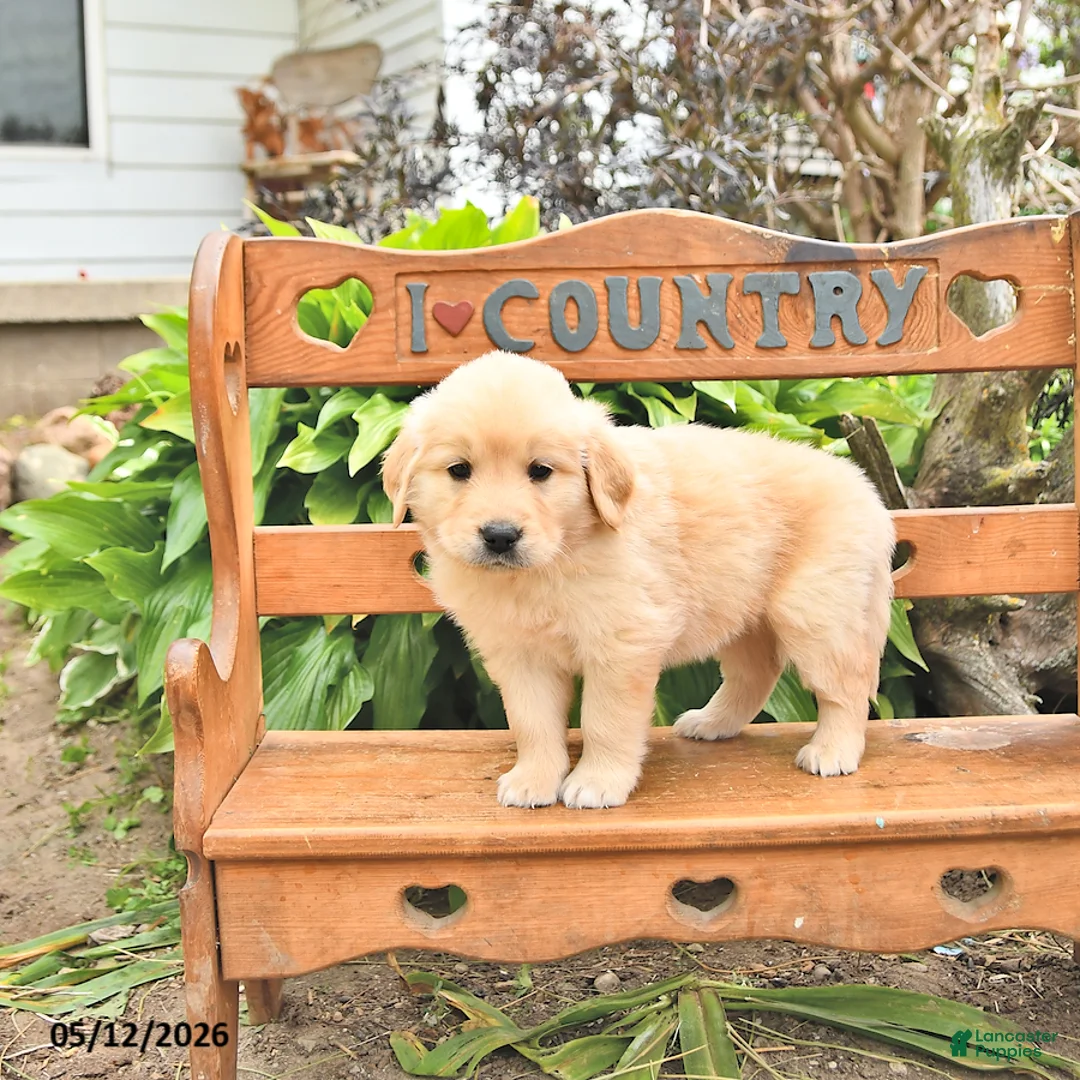 Golden Retriever dogs for sale: Denver - Ad 2